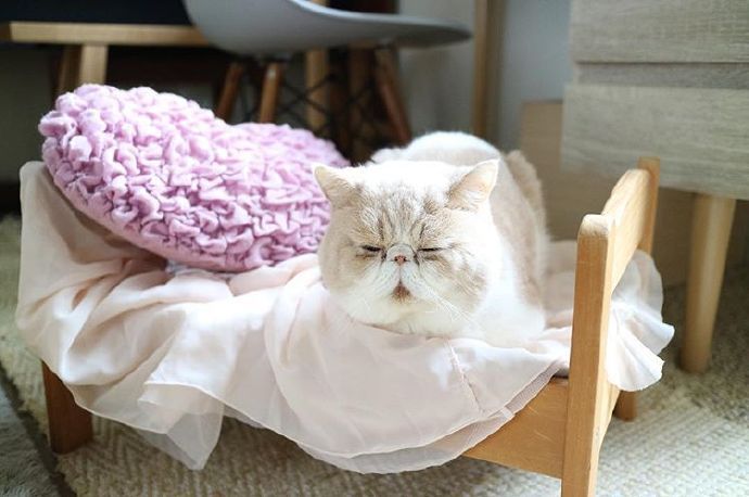 四季入眠的喵星人加菲猫图片