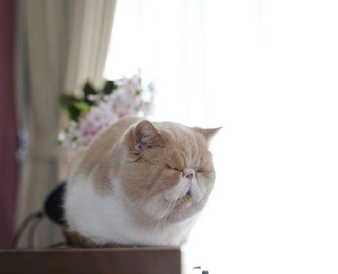 四季入眠的喵星人加菲猫图片