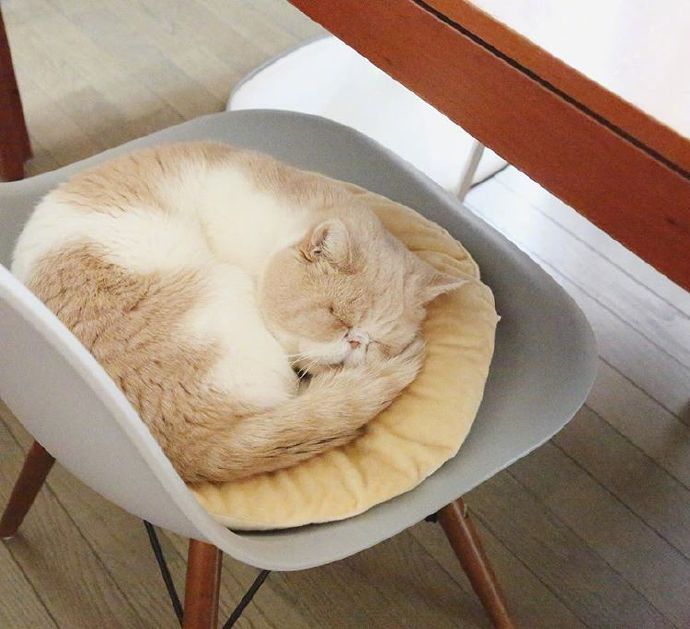四季入眠的喵星人加菲猫图片