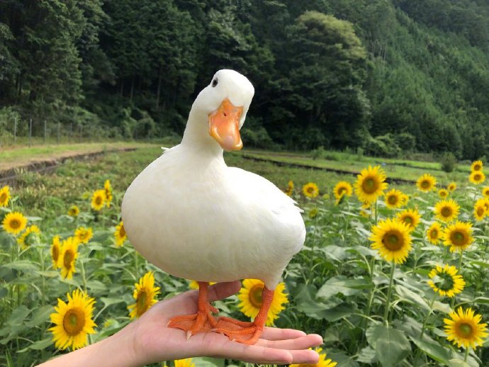 向日葵花田鸭子开心写真图片