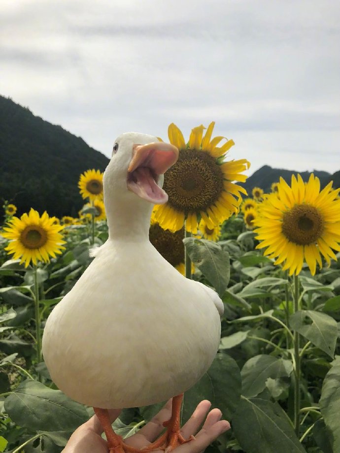 向日葵花田鸭子开心写真图片