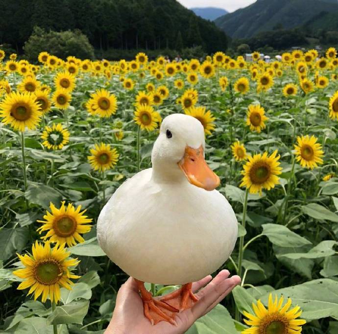 向日葵花田鸭子开心写真图片