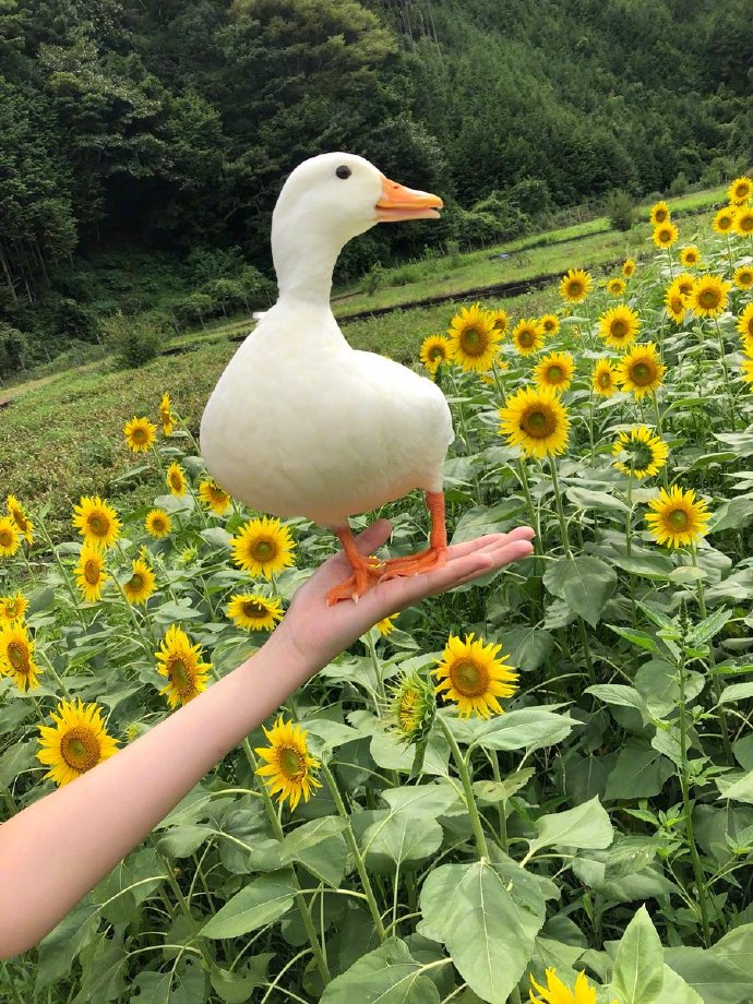 向日葵花田鸭子开心写真图片