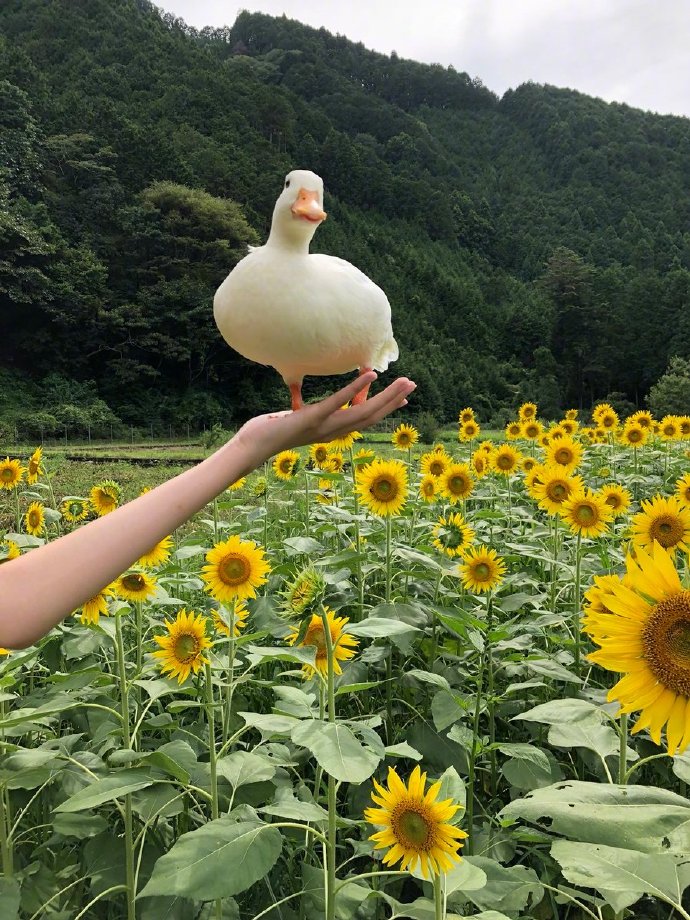 向日葵花田鸭子开心写真图片