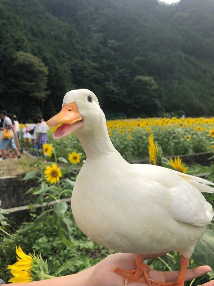 向日葵花田鸭子开心写真图片