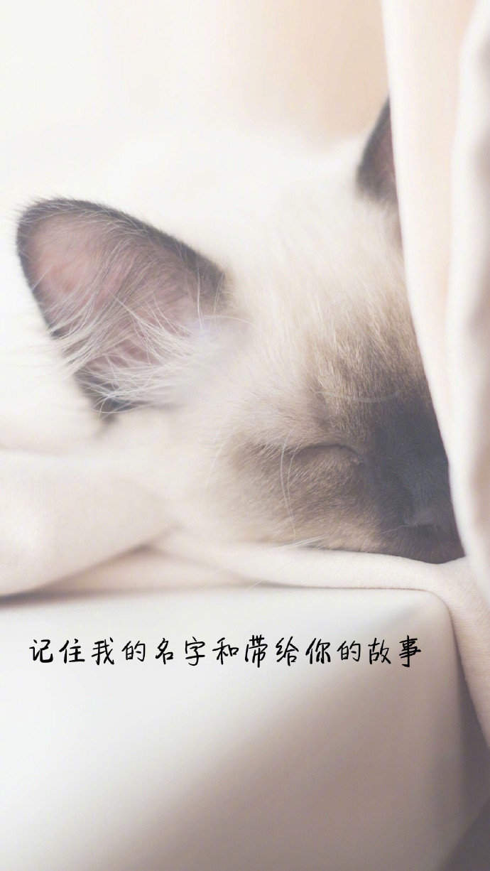 关于爱情的句子手机壁纸图片