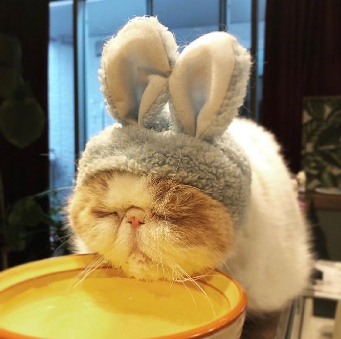 萌宠喵星人图片 睡不醒的加菲猫图片