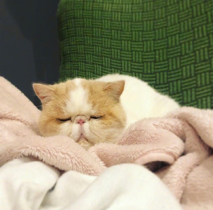 萌宠喵星人图片 睡不醒的加菲猫图片