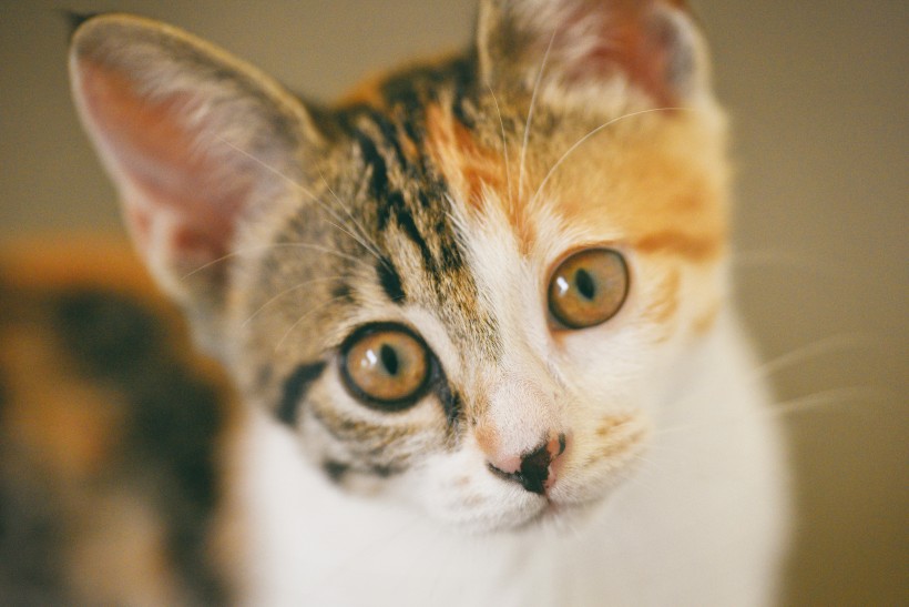 可爱猫咪头像图片 萌宠喵星人图片