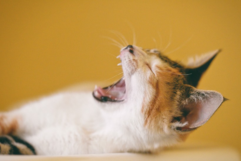 可爱猫咪头像图片 萌宠喵星人图片