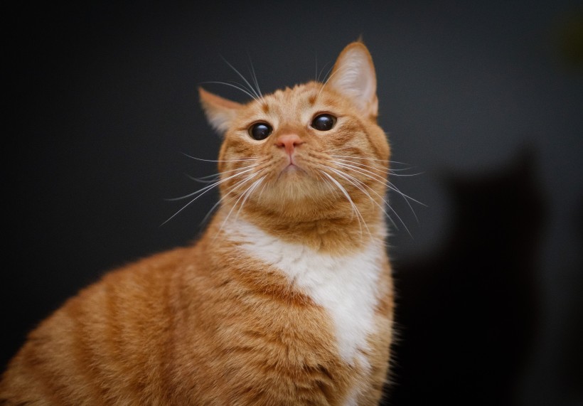 可爱猫咪头像图片 萌宠喵星人图片