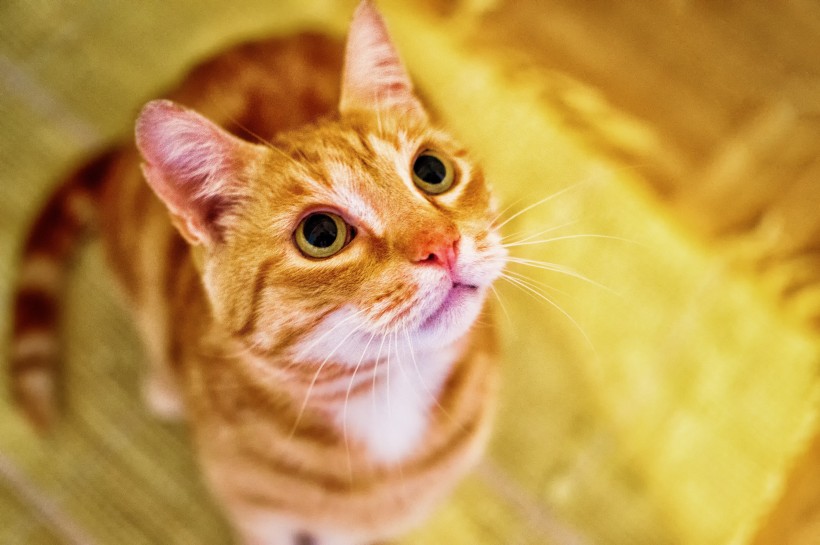 可爱猫咪头像图片 萌宠喵星人图片