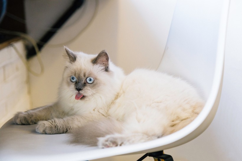 可爱猫咪头像图片 萌宠喵星人图片
