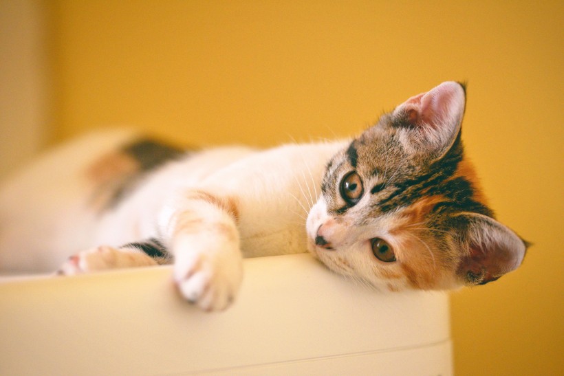 可爱猫咪头像图片 萌宠喵星人图片
