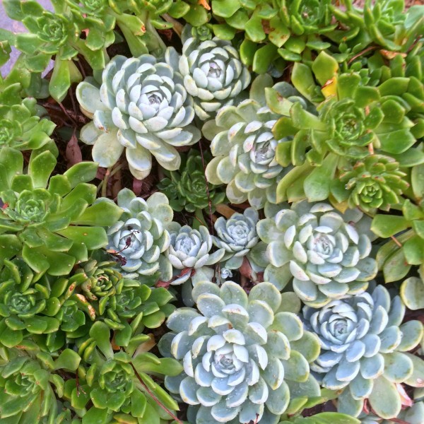 唯美绿植图片 多肉植物图片