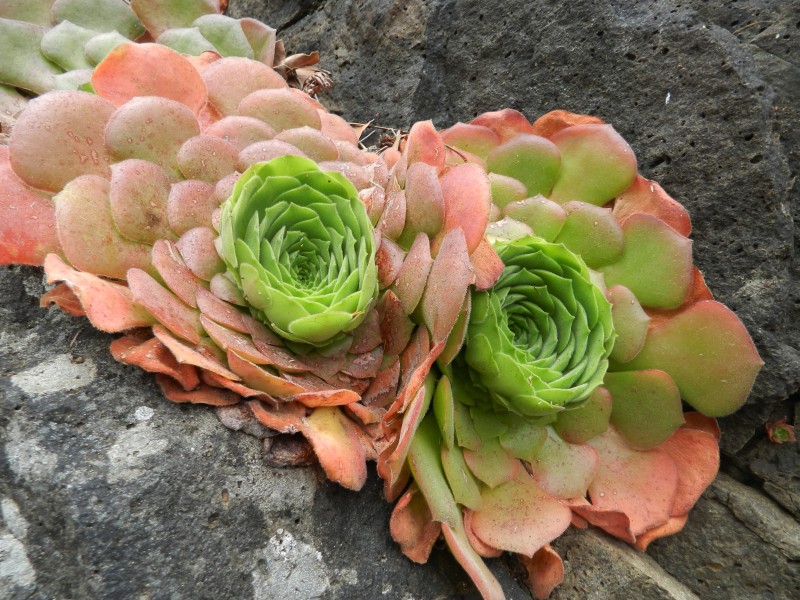 唯美绿植图片 多肉植物图片