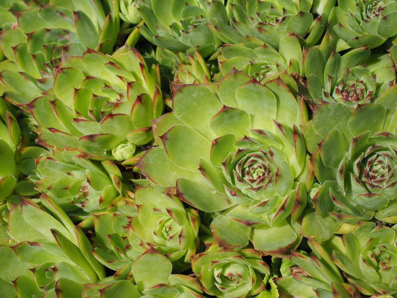 唯美绿植图片 多肉植物图片