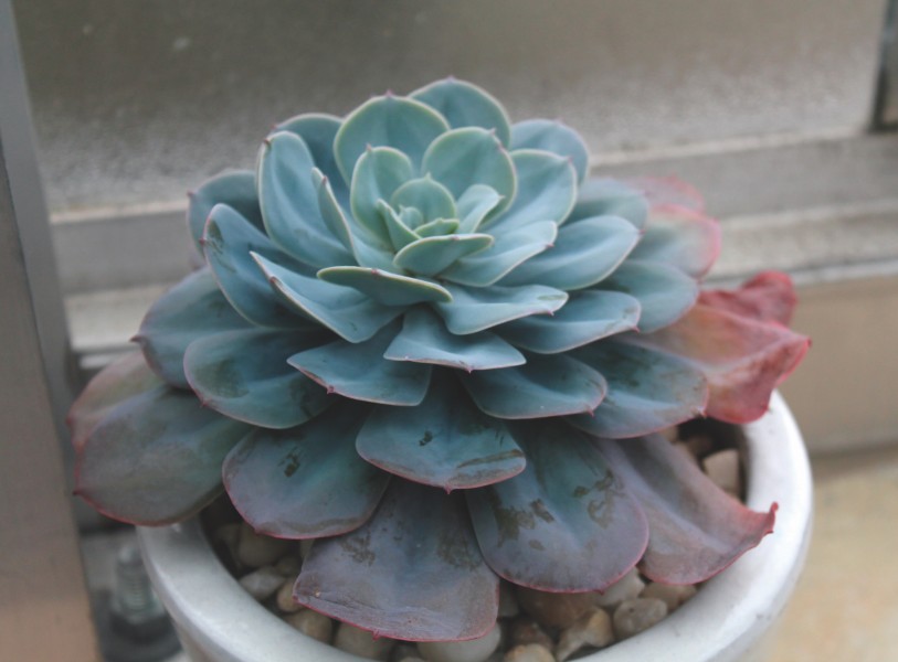 唯美绿植图片 多肉植物图片