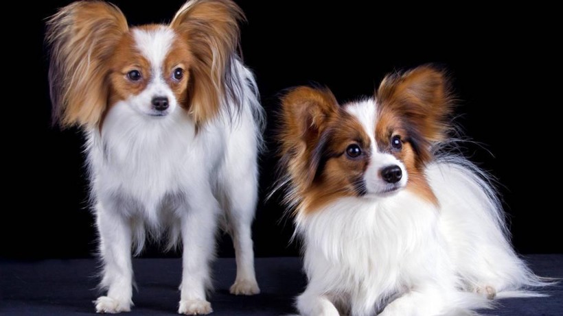 萌宠狗狗图片 可爱的蝴蝶犬图片