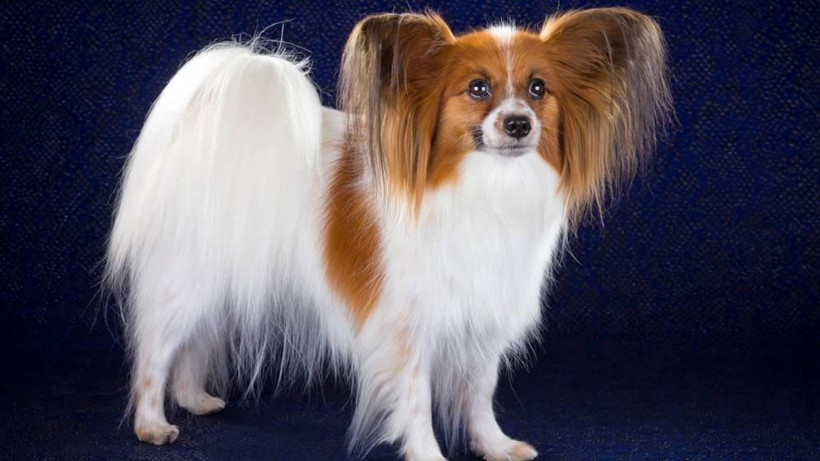 萌宠狗狗图片 可爱的蝴蝶犬图片