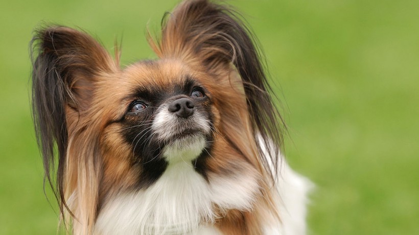 萌宠狗狗图片 可爱的蝴蝶犬图片
