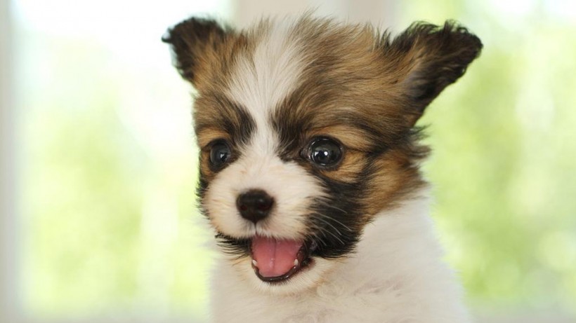 萌宠狗狗图片 可爱的蝴蝶犬图片