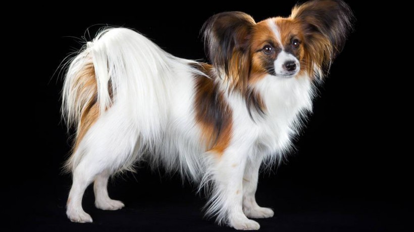 萌宠狗狗图片 可爱的蝴蝶犬图片
