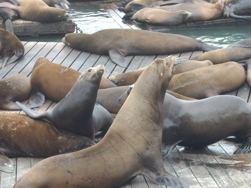 呆萌的海洋生物海狮图片