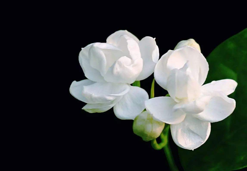 清新淡雅的白色茉莉花图片