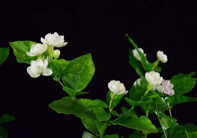 清新淡雅的白色茉莉花图片