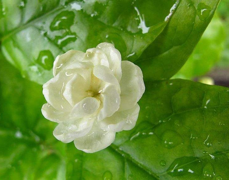 清新淡雅的白色茉莉花图片