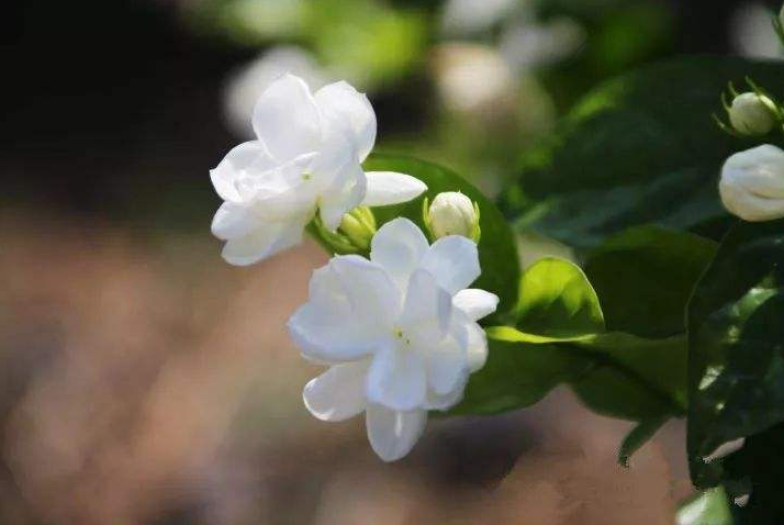 清新淡雅的白色茉莉花图片