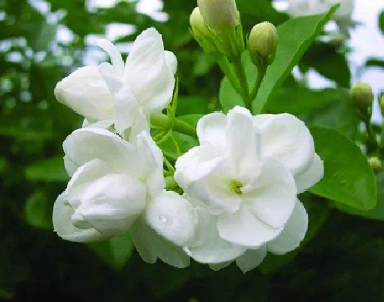 清新淡雅的白色茉莉花图片