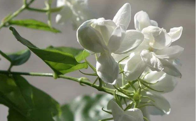 清新淡雅的白色茉莉花图片