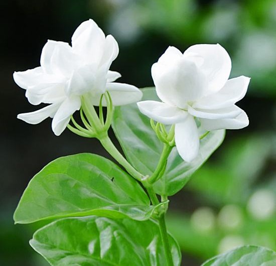 清新淡雅的白色茉莉花图片