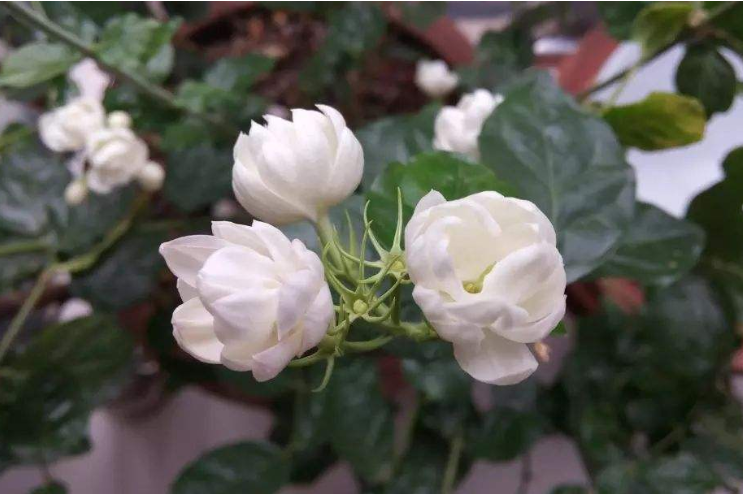 清新淡雅的白色茉莉花图片