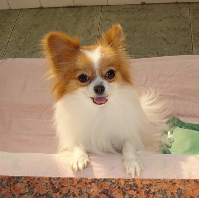 漂亮的狗狗蝴蝶犬图片