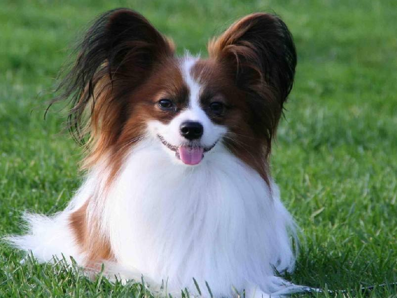 漂亮的狗狗蝴蝶犬图片