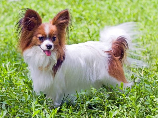 漂亮的狗狗蝴蝶犬图片