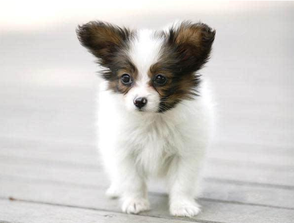 漂亮的狗狗蝴蝶犬图片