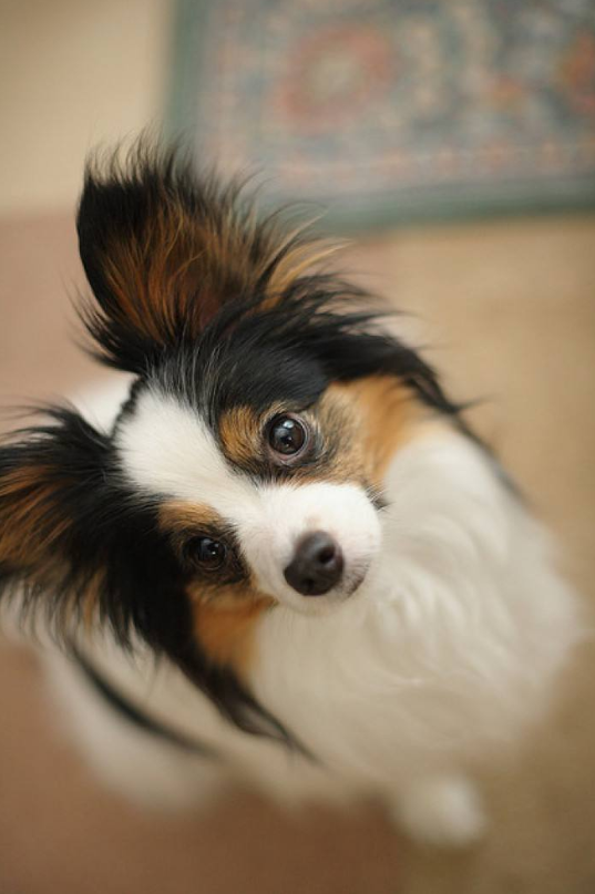 漂亮的狗狗蝴蝶犬图片