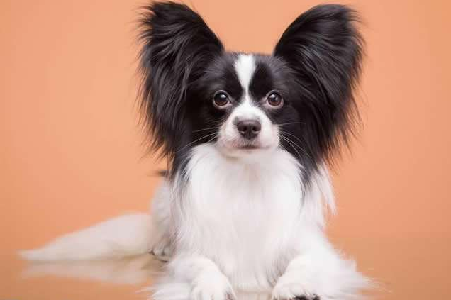 漂亮的狗狗蝴蝶犬图片