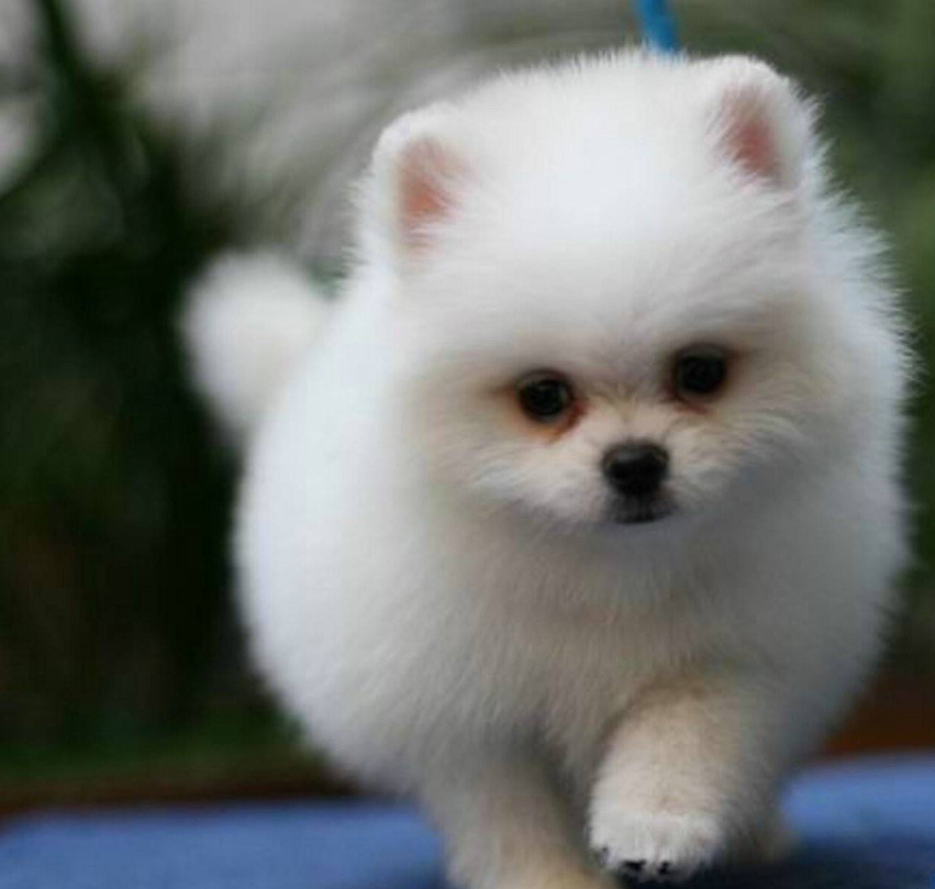 白色肉球狗狗博美犬图片