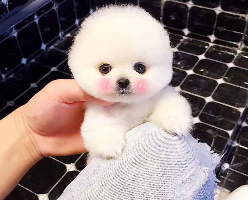 白色肉球狗狗博美犬图片