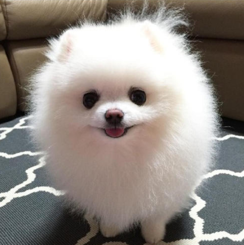 白色肉球狗狗博美犬图片