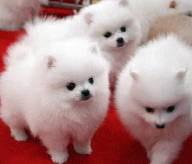 白色肉球狗狗博美犬图片