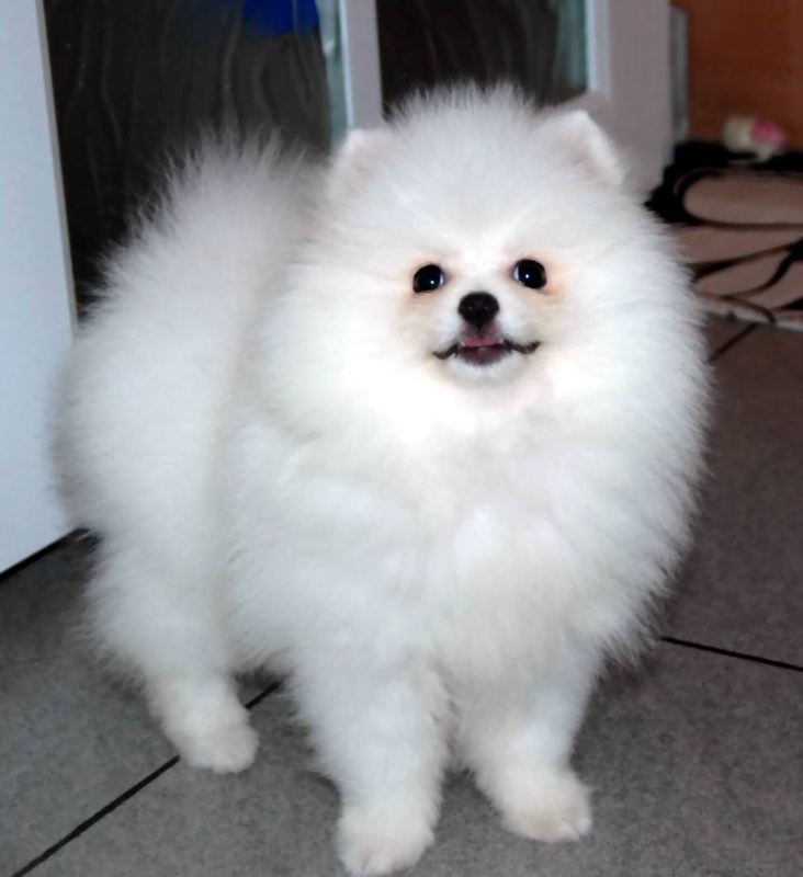 白色肉球狗狗博美犬图片