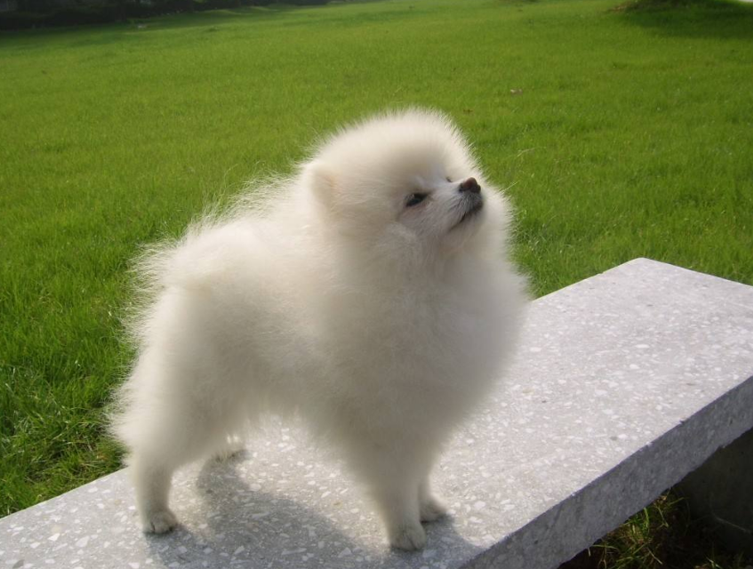 白色肉球狗狗博美犬图片