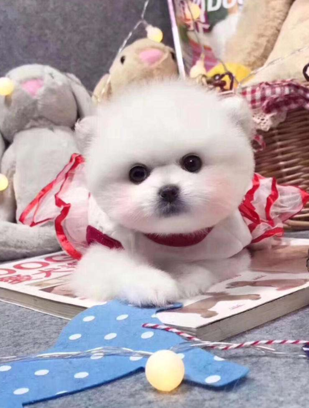 白色肉球狗狗博美犬图片
