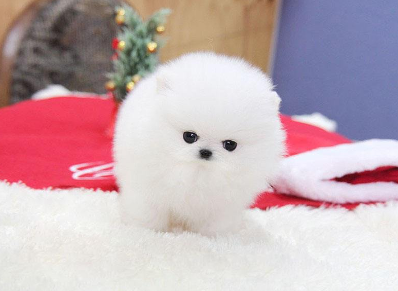 白色肉球狗狗博美犬图片